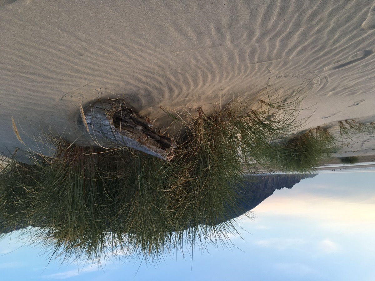 Dune grass and sand ripples