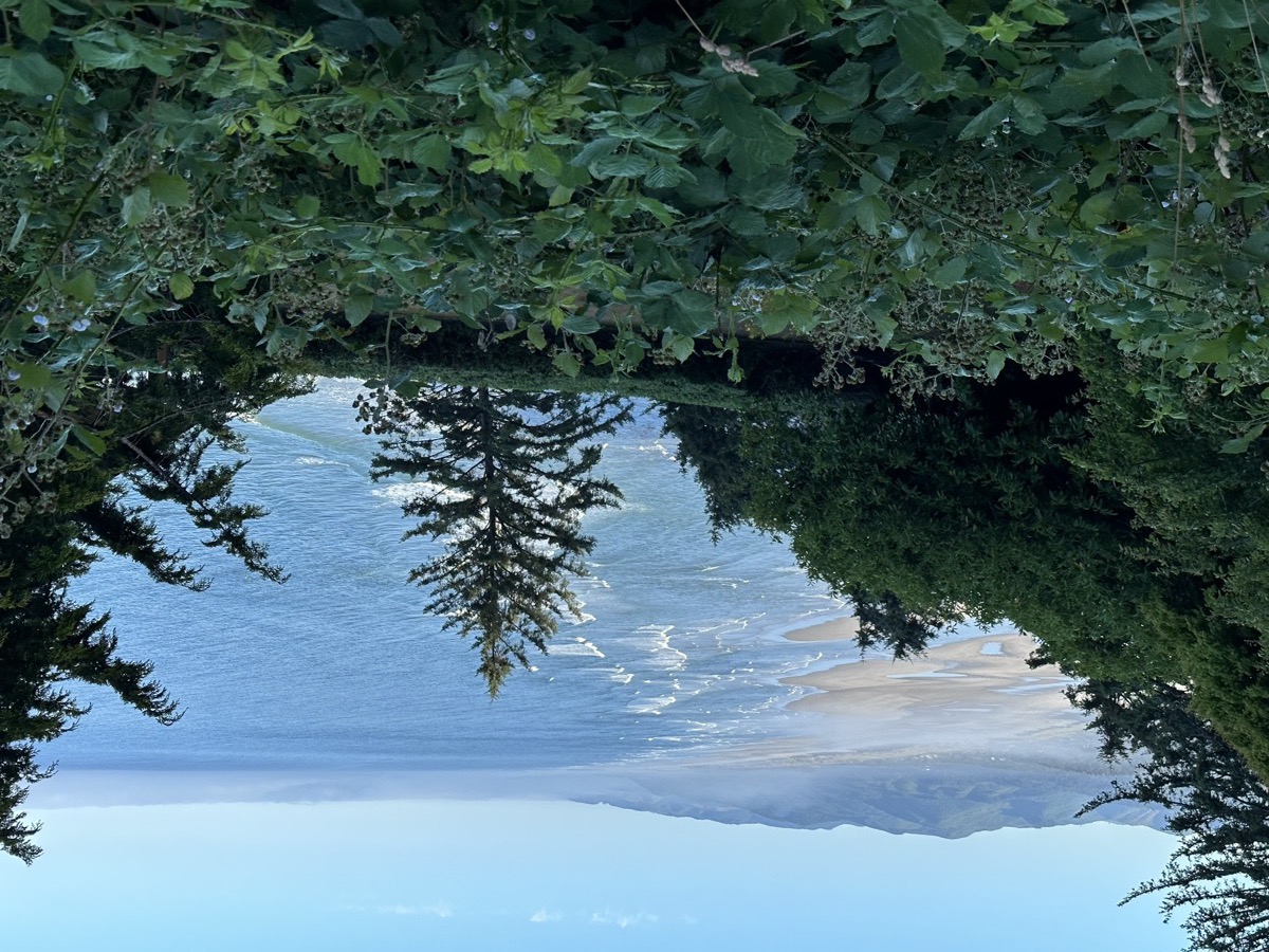 Beach view through the trees
